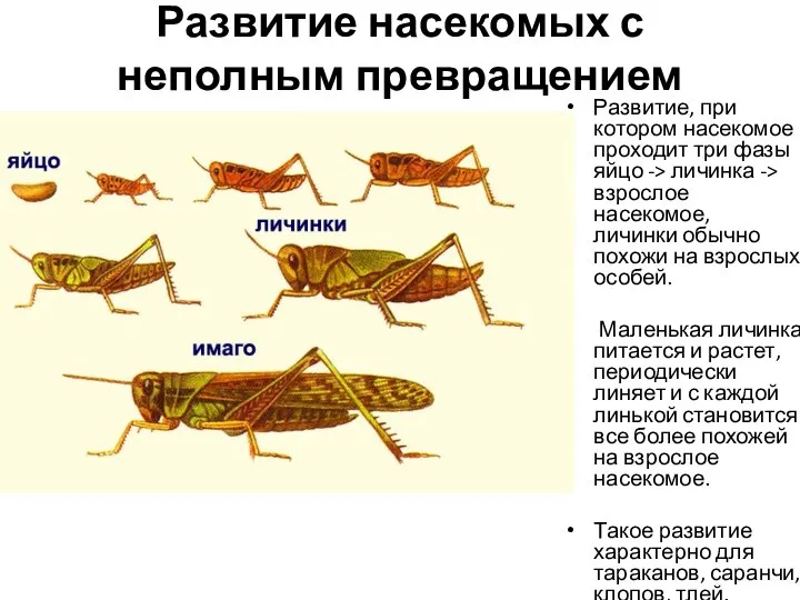 Развитие насекомых с неполным превращением Развитие, при котором насекомое проходит три