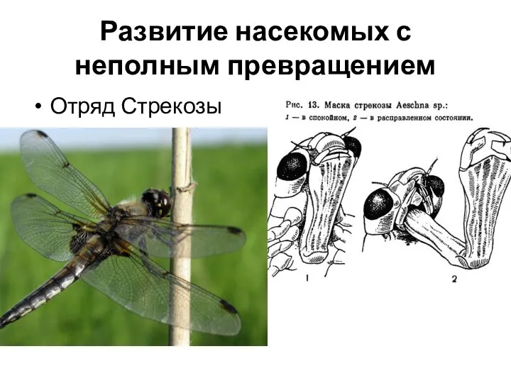 Развитие насекомых с неполным превращением Отряд Стрекозы