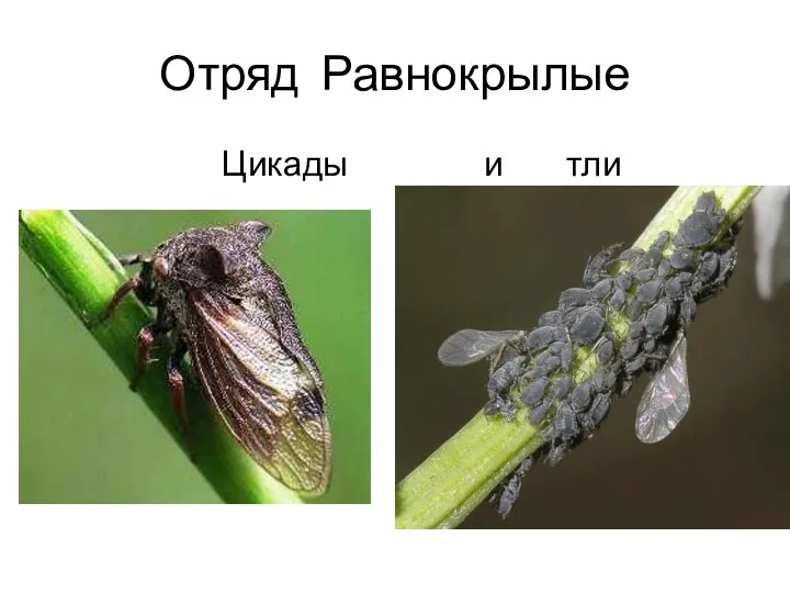 Отряд Равнокрылые Цикады и тли