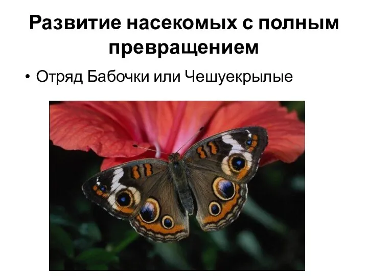 Развитие насекомых с полным превращением Отряд Бабочки или Чешуекрылые