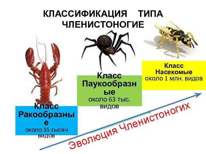 Класс Паукообразные около 63 тыс. видов Класс Ракообразные около 35 тысяч