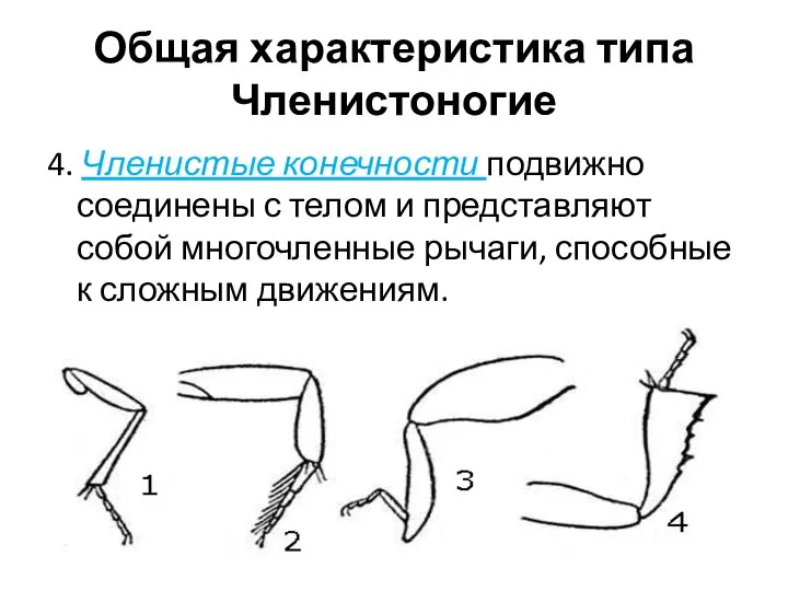 4. Членистые конечности подвижно соединены с телом и представляют собой многочленные