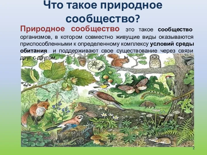 Что такое природное сообщество? Природное сообщество это такое сообщество организмов, в