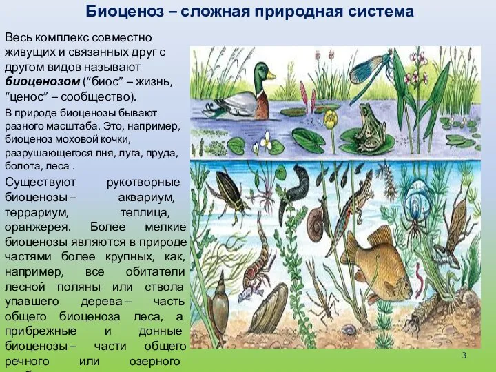 Биоценоз – сложная природная система Весь комплекс совместно живущих и связанных