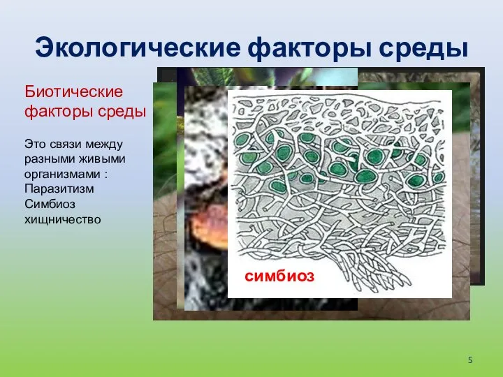 Экологические факторы среды Биотические факторы среды Это связи между разными живыми