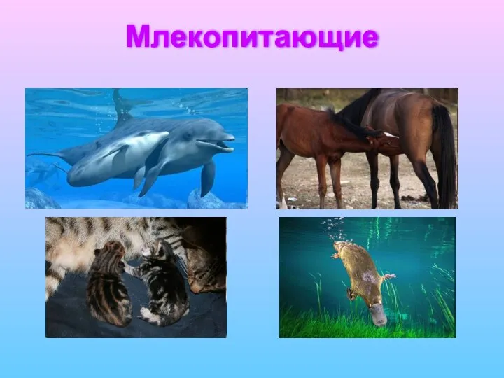 Млекопитающие