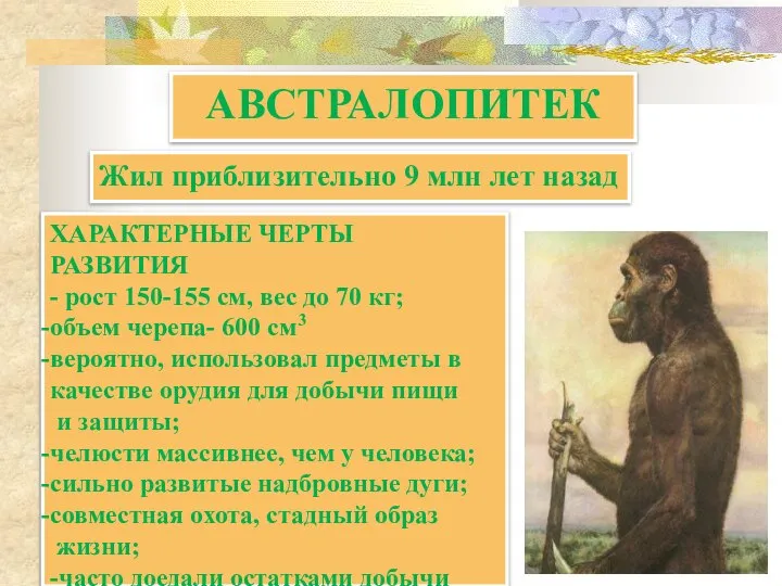 АВСТРАЛОПИТЕК ХАРАКТЕРНЫЕ ЧЕРТЫ РАЗВИТИЯ - рост 150-155 см, вес до 70