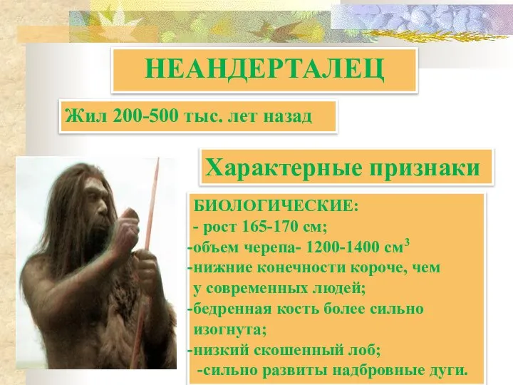 НЕАНДЕРТАЛЕЦ БИОЛОГИЧЕСКИЕ: - рост 165-170 см; объем черепа- 1200-1400 см3 нижние