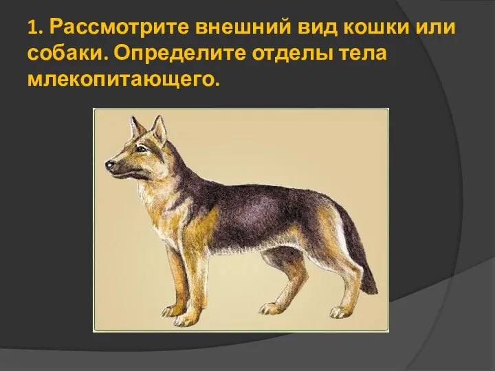 1. Рассмотрите внешний вид кошки или собаки. Определите отделы тела млекопитающего.