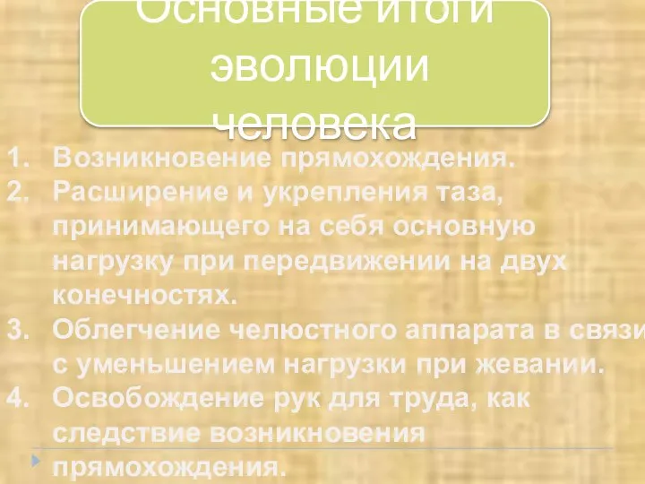 Основные итоги эволюции человека Возникновение прямохождения. Расширение и укрепления таза, принимающего