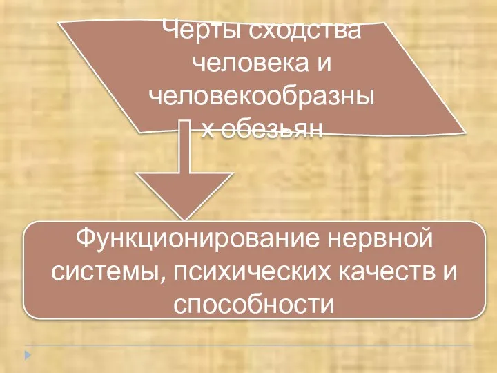 Черты сходства человека и человекообразных обезьян Функционирование нервной системы, психических качеств и способности