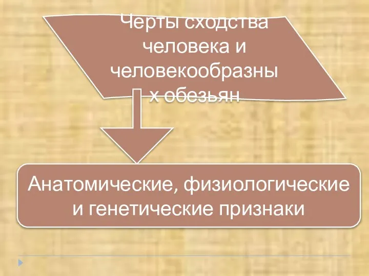 Черты сходства человека и человекообразных обезьян Анатомические, физиологические и генетические признаки