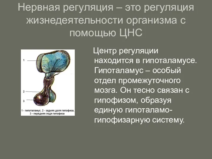 Нервная регуляция – это регуляция жизнедеятельности организма с помощью ЦНС Центр