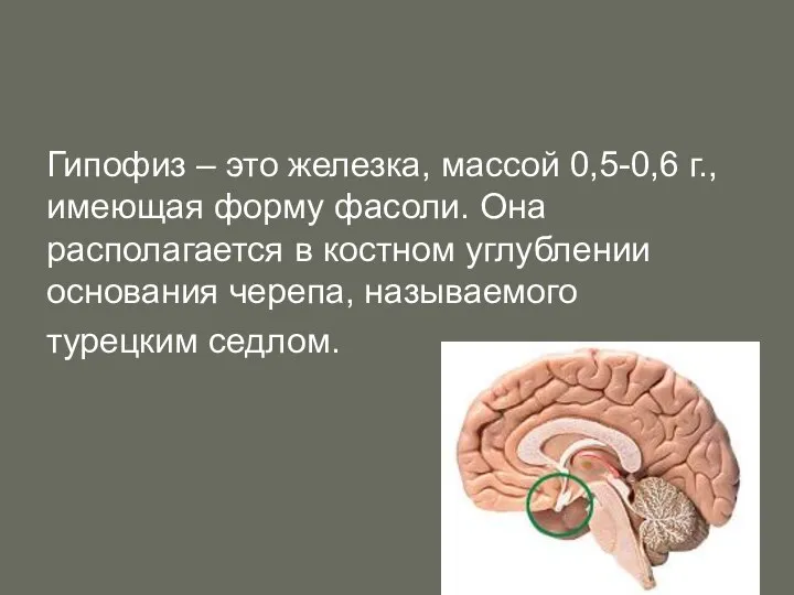 Гипофиз – это железка, массой 0,5-0,6 г., имеющая форму фасоли. Она