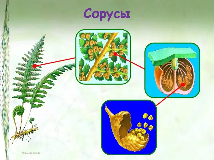 Сорусы