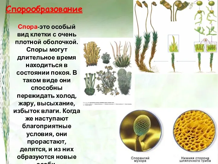 Спорообразование Спора-это особый вид клетки с очень плотной оболочкой. Споры могут