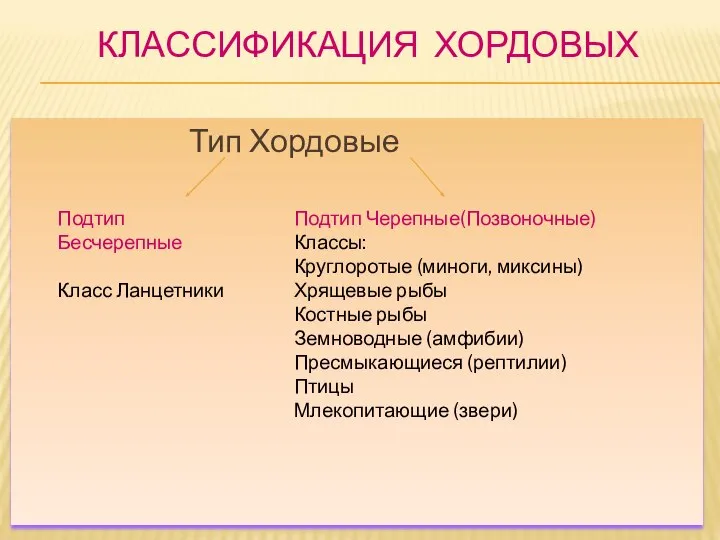 КЛАССИФИКАЦИЯ ХОРДОВЫХ Тип Хордовые Подтип Бесчерепные Класс Ланцетники Подтип Черепные(Позвоночные) Классы: