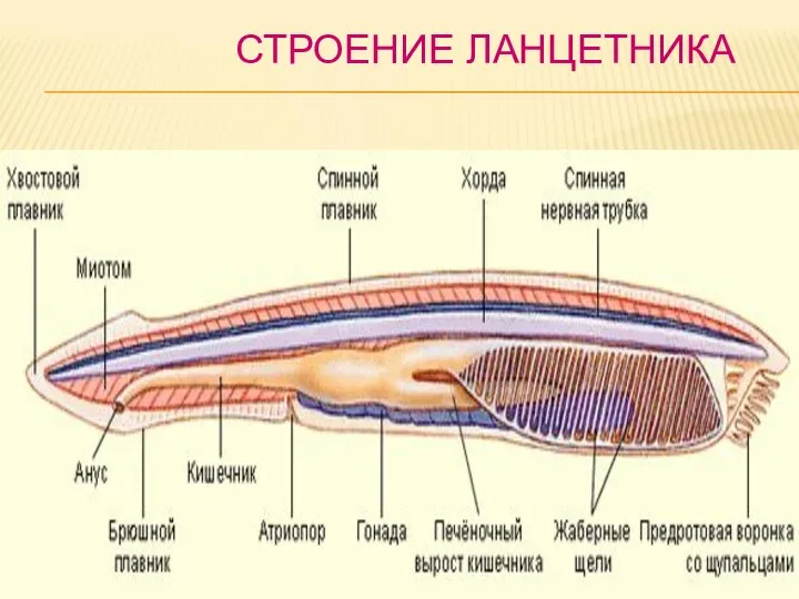 СТРОЕНИЕ ЛАНЦЕТНИКА