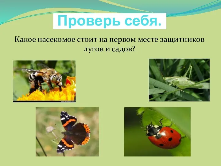 Проверь себя. Какое насекомое стоит на первом месте защитников лугов и садов?