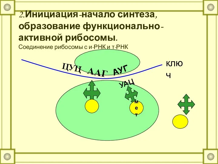 2.Инициация-начало синтеза, образование функционально-активной рибосомы. Соединение рибосомы с и-РНК и т-РНК