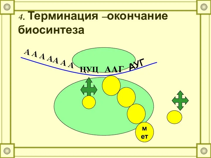 4. Терминация –окончание биосинтеза АУГ ЦУЦ ААГ мет А А А АА А А