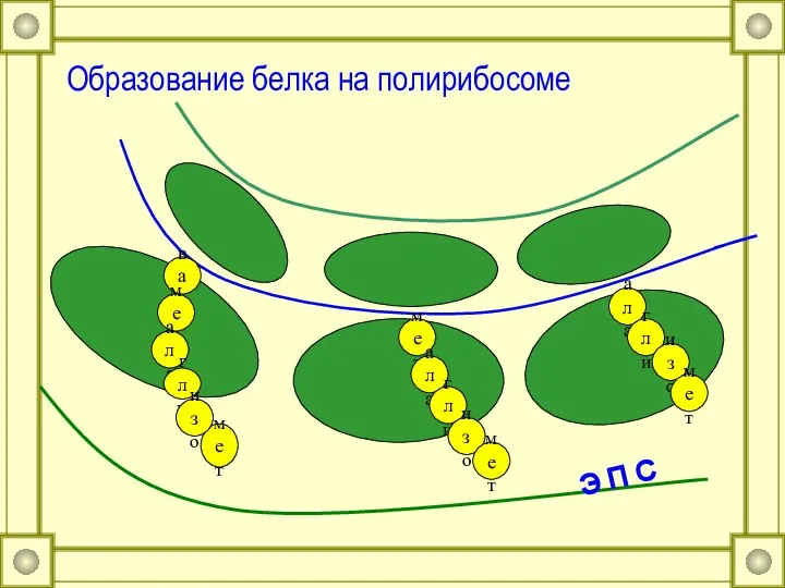 вал мет ала гли мет мет ала гли изо изо ала