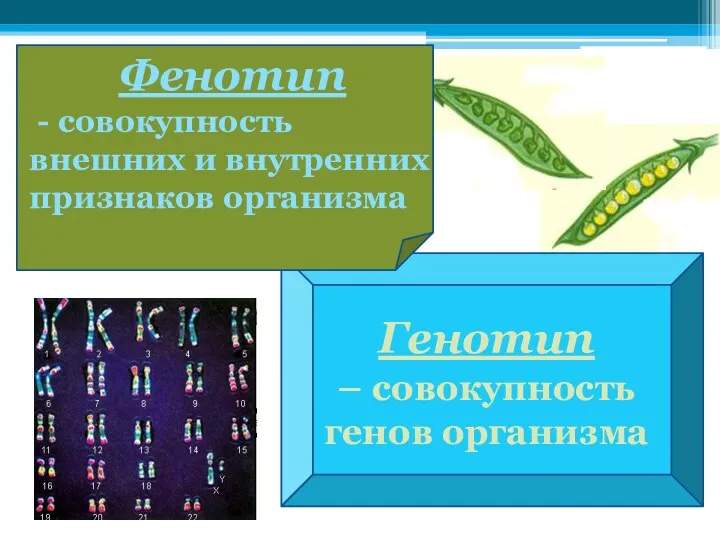 Генотип – совокупность генов организма Фенотип - совокупность внешних и внутренних признаков организма