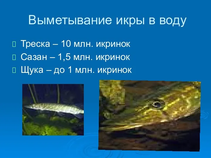 Выметывание икры в воду Треска – 10 млн. икринок Сазан –