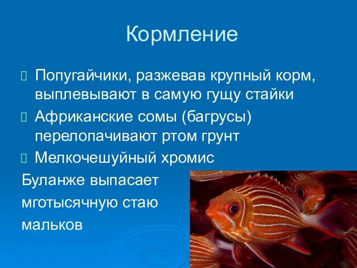 Кормление Попугайчики, разжевав крупный корм, выплевывают в самую гущу стайки Африканские