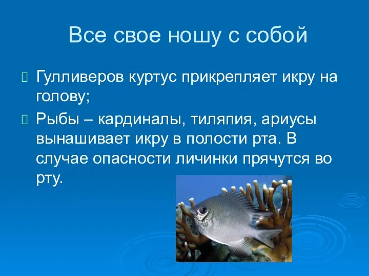 Все свое ношу с собой Гулливеров куртус прикрепляет икру на голову;