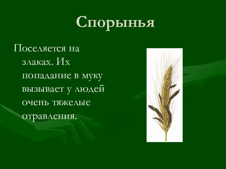 Спорынья Поселяется на злаках. Их попадание в муку вызывает у людей очень тяжелые отравления.