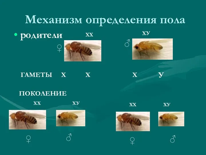 Механизм определения пола родители ♀ ♂ ХХ ХУ ГАМЕТЫ ПОКОЛЕНИЕ ХХ