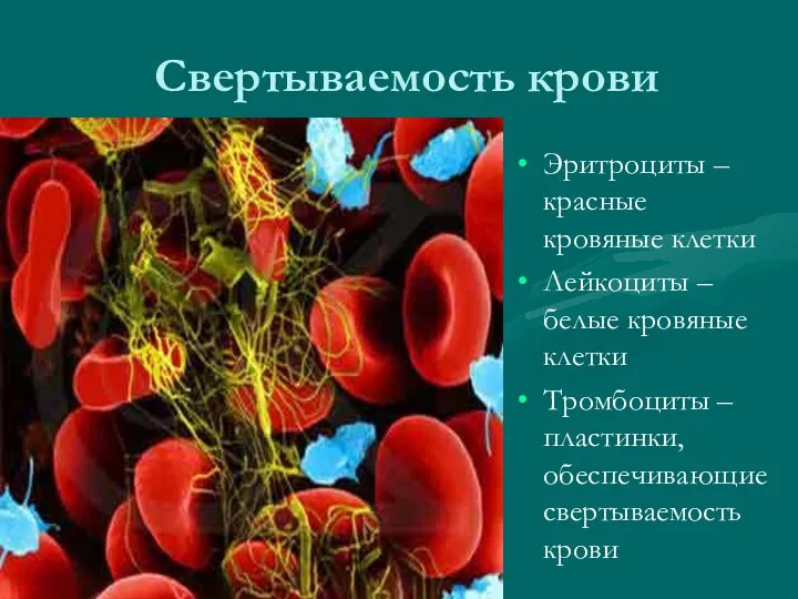 Свертываемость крови Эритроциты –красные кровяные клетки Лейкоциты – белые кровяные клетки