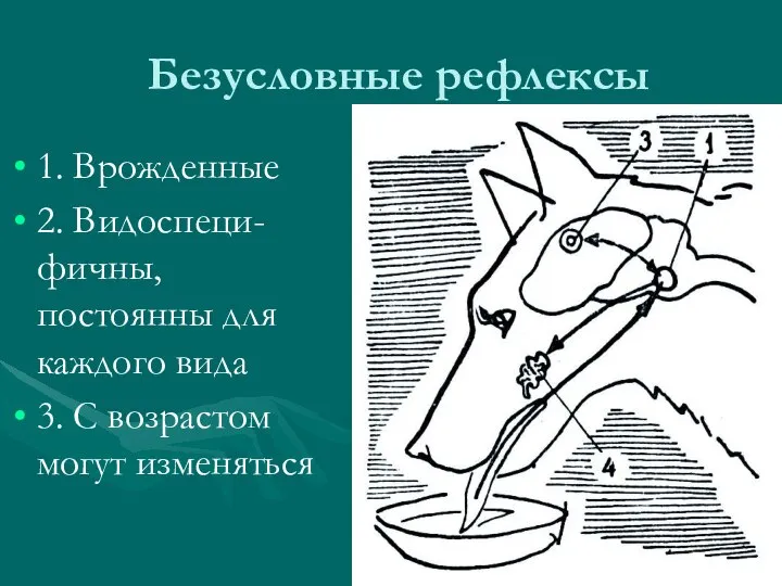 Безусловные рефлексы 1. Врожденные 2. Видоспеци-фичны, постоянны для каждого вида 3. С возрастом могут изменяться