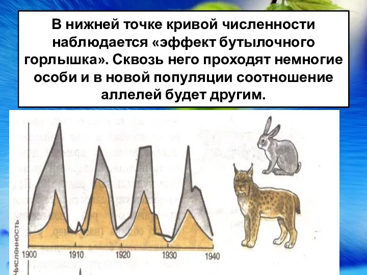 В нижней точке кривой численности наблюдается «эффект бутылочного горлышка». Сквозь него