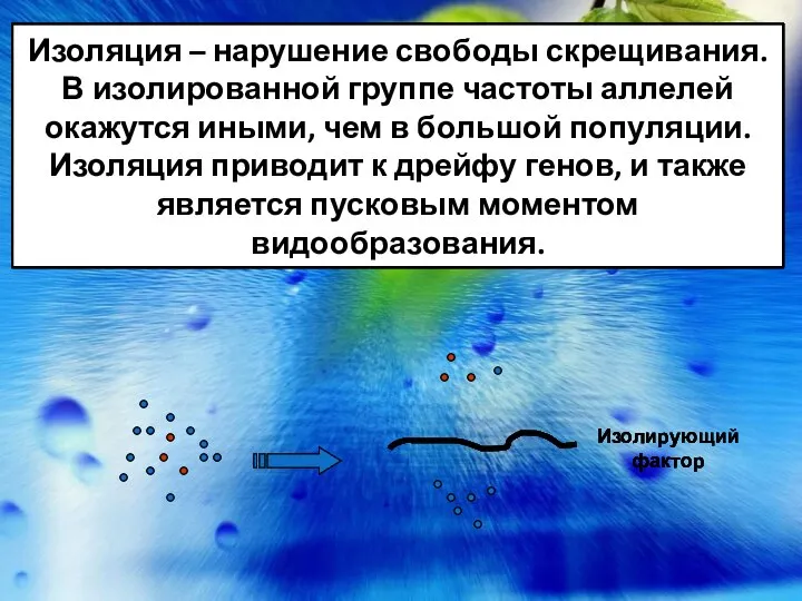 Изоляция – нарушение свободы скрещивания. В изолированной группе частоты аллелей окажутся