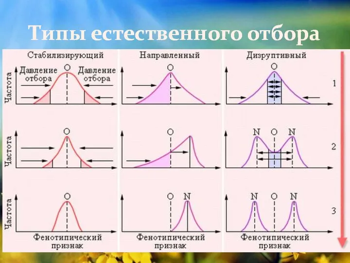 Типы естественного отбора