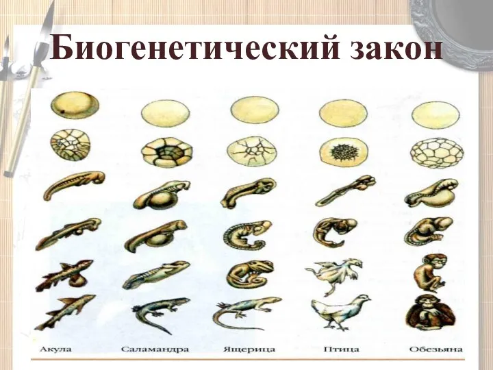 Биогенетический закон