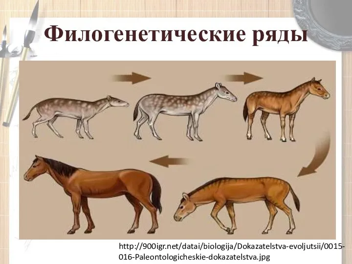 Филогенетические ряды http://900igr.net/datai/biologija/Dokazatelstva-evoljutsii/0015-016-Paleontologicheskie-dokazatelstva.jpg