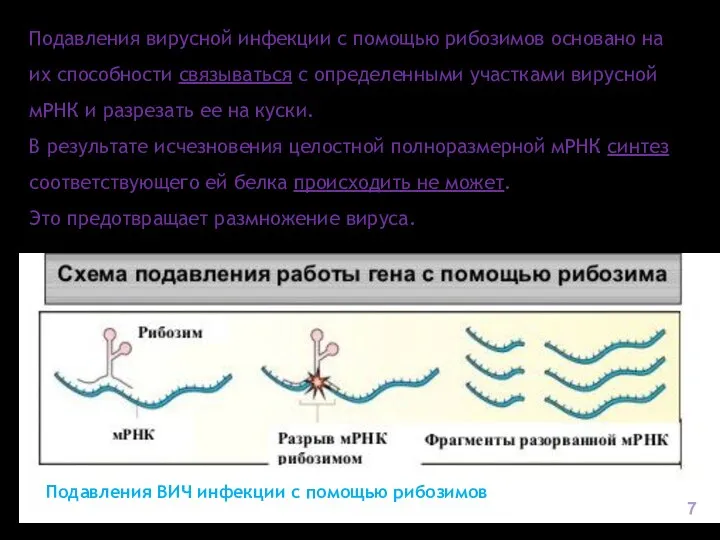 Подавления вирусной инфекции с помощью рибозимов основано на их способности связываться