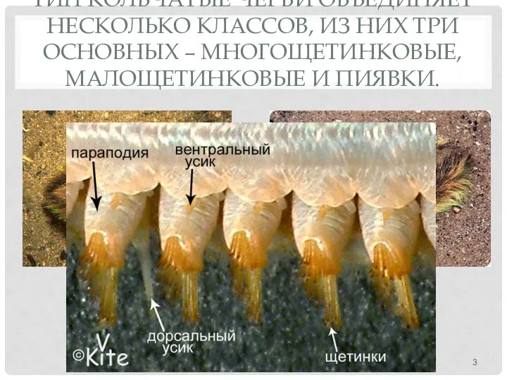 Тип Кольчатые черви объединяет несколько классов, из них три основных – Многощетинковые, Малощетинковые и Пиявки.