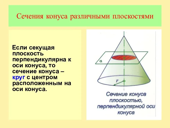 Сечения конуса различными плоскостями Если секущая плоскость перпендикулярна к оси конуса,