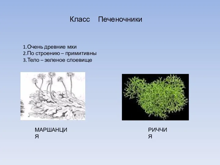 Класс Печеночники Очень древние мхи По строению – примитивны Тело – зеленое слоевище МАРШАНЦИЯ РИЧЧИЯ