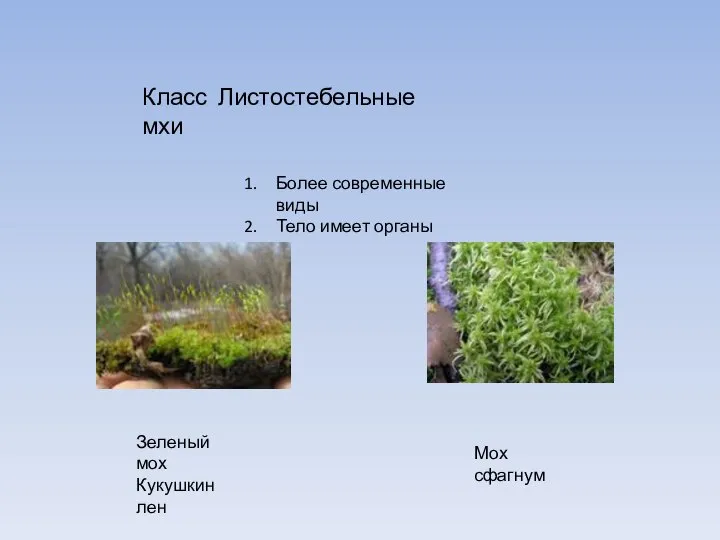 Класс Листостебельные мхи Более современные виды Тело имеет органы Зеленый мох Кукушкин лен Мох сфагнум