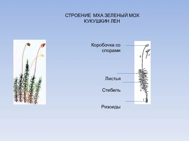 СТРОЕНИЕ МХА ЗЕЛЕНЫЙ МОХ КУКУШКИН ЛЕН Коробочка со спорами Листья Стебель Ризоиды