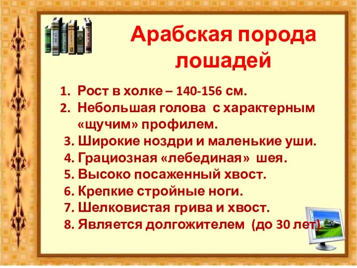 Арабская порода лошадей Рост в холке – 140-156 см. Небольшая голова