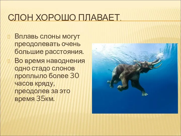 СЛОН ХОРОШО ПЛАВАЕТ. Вплавь слоны могут преодолевать очень большие расстояния. Во