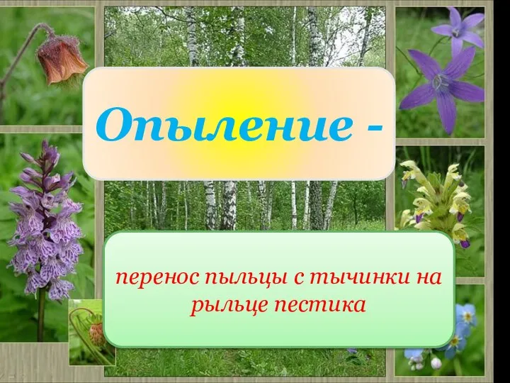 Опыление - перенос пыльцы с тычинки на рыльце пестика