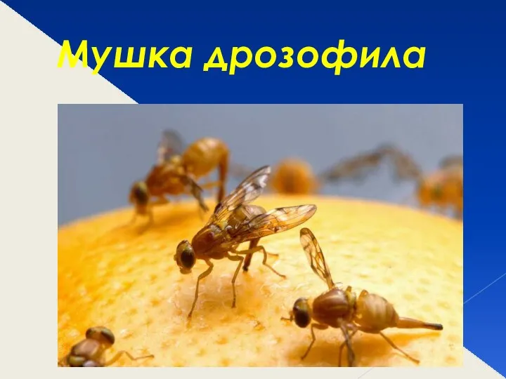 Мушка дрозофила