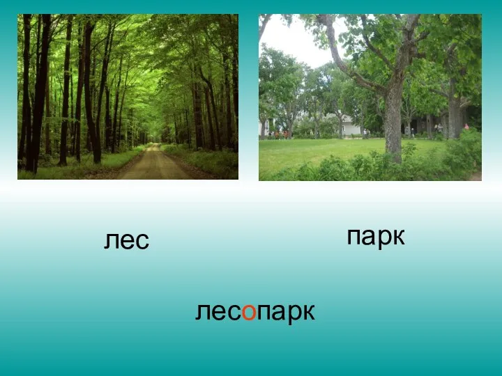 лес парк лесопарк